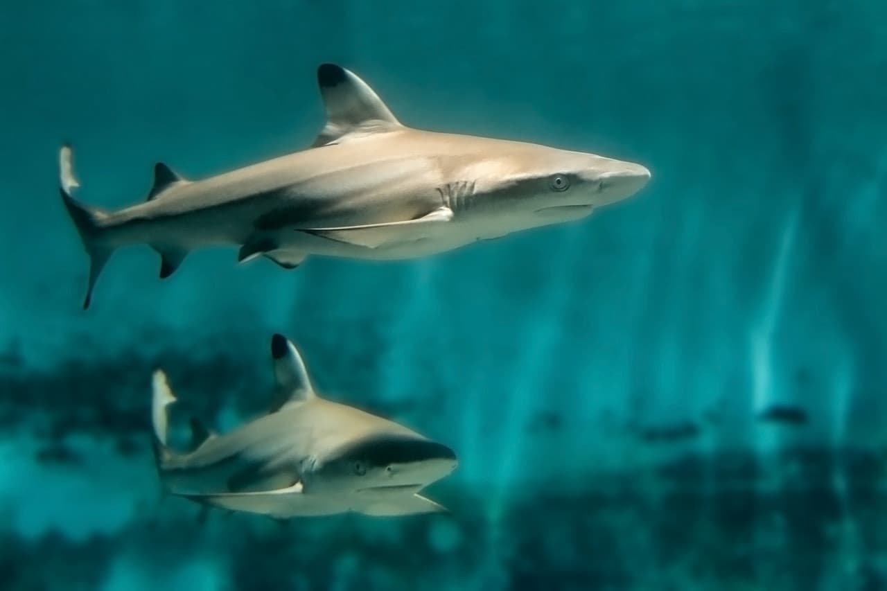 Skip The Line Ticket - Aquarium of the Pacific - სურათი 6