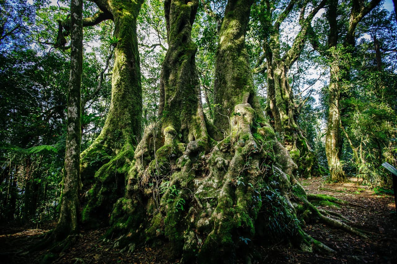 Springbrook National Park Tour: Natural Bridge and Waterfalls - სურათი 7