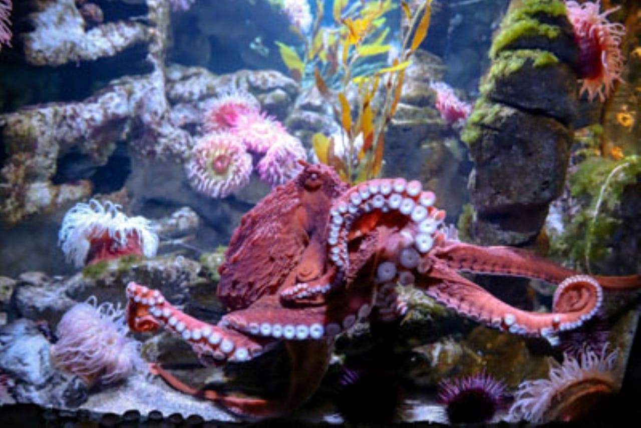 New England Aquarium Ticket - სურათი 7