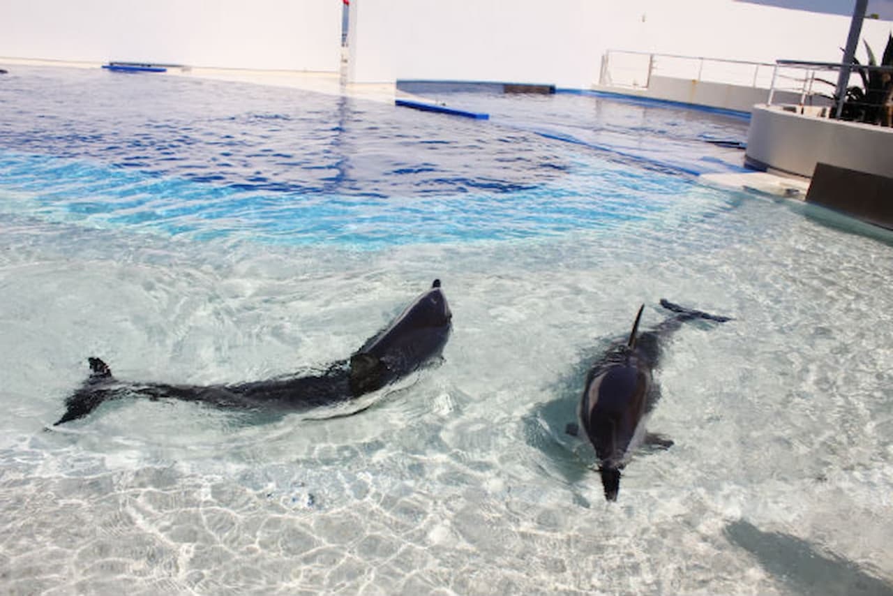 Oita Marine Palace Aquarium Umitamago Ticket - სურათი 11