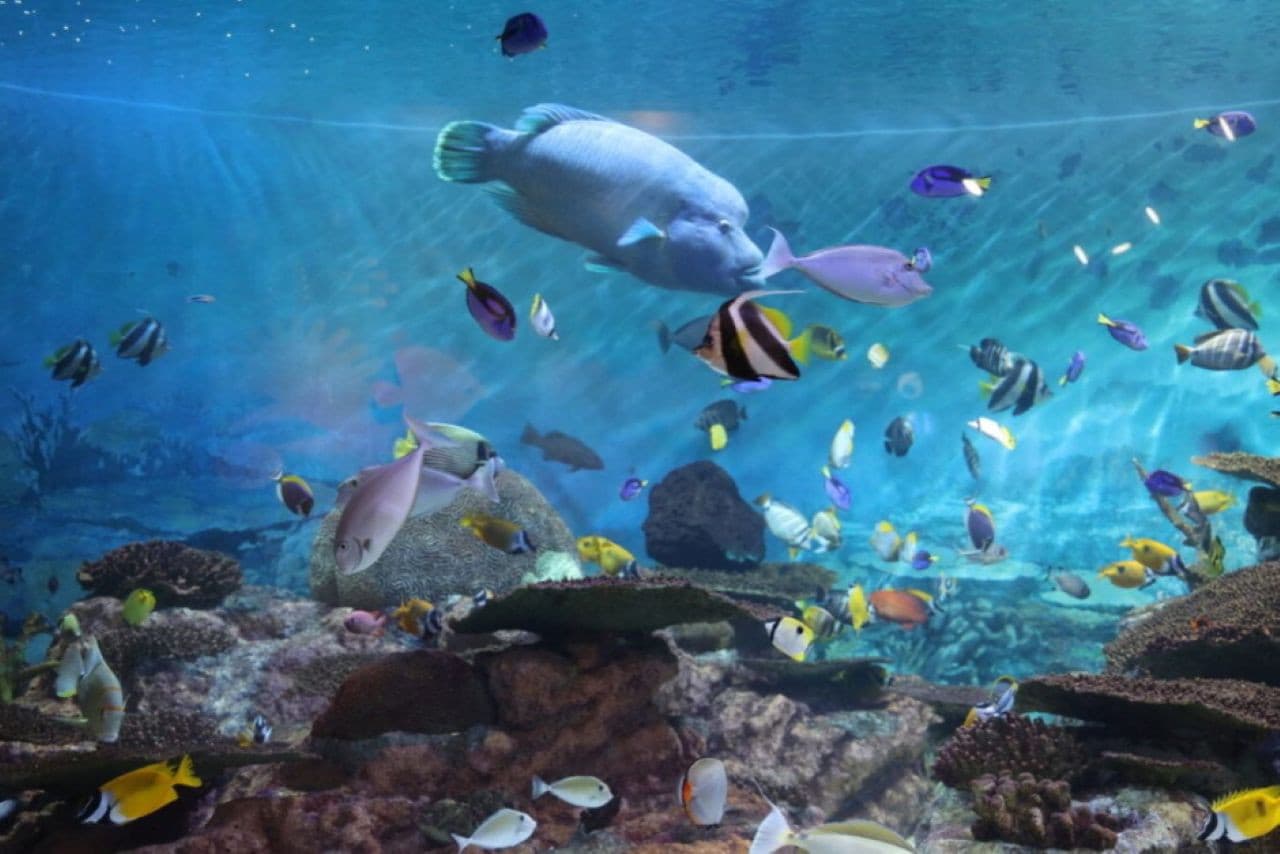 SEA LIFE COEX, Seoul Aquarium Ticket - სურათი 17