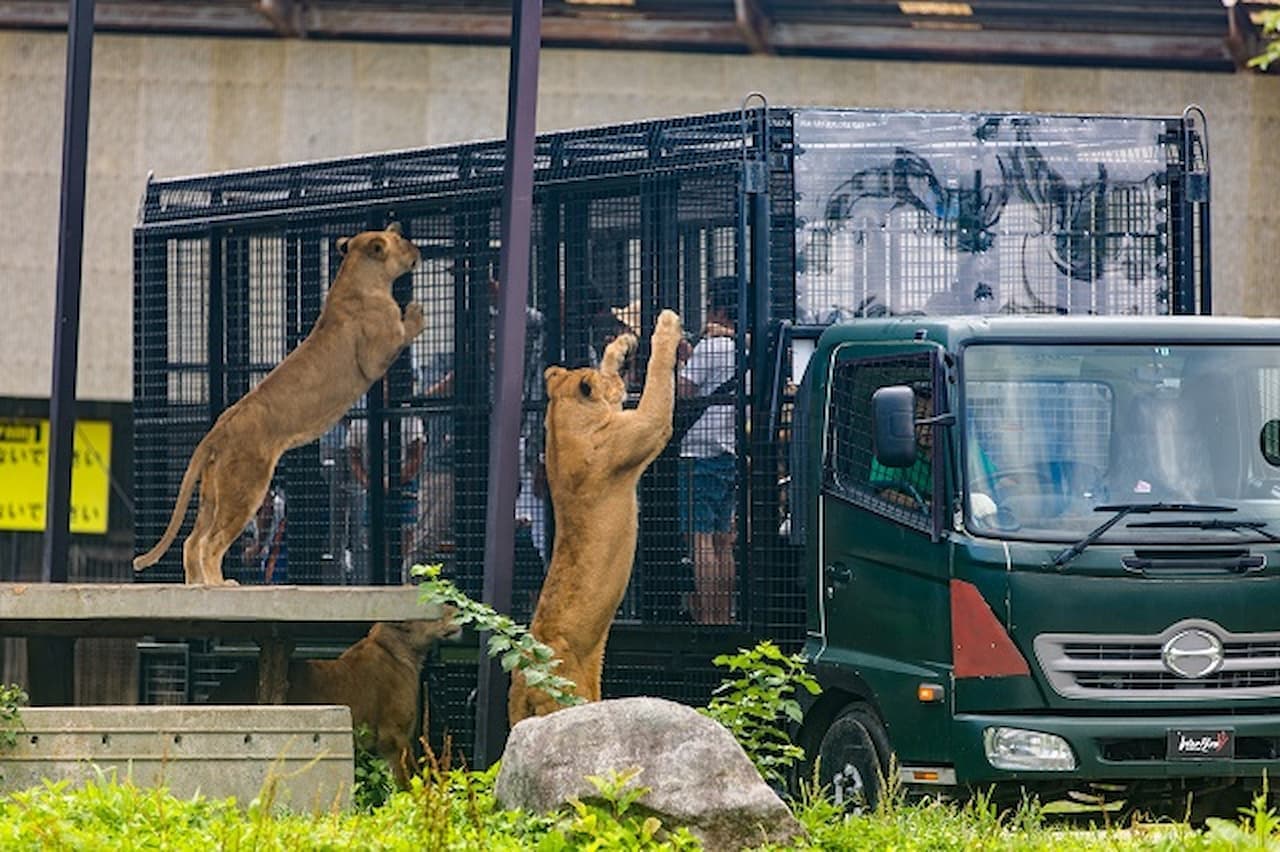 Nasu Safari Park Ticket - სურათი 5