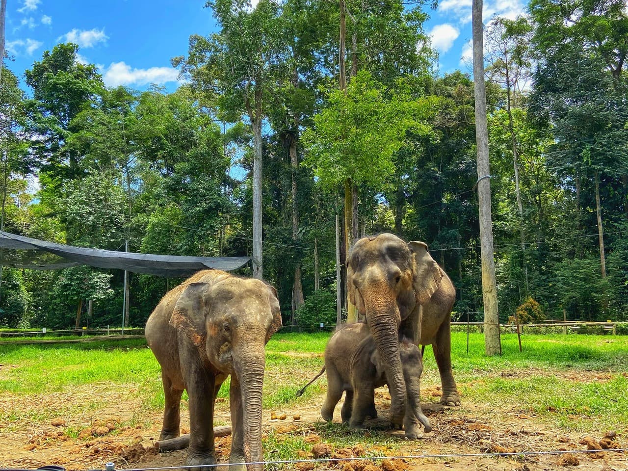 Batu Caves and Kuala Gandah Elephant Sanctuary Full-Day Tour from Kuala Lumpur - სურათი 6