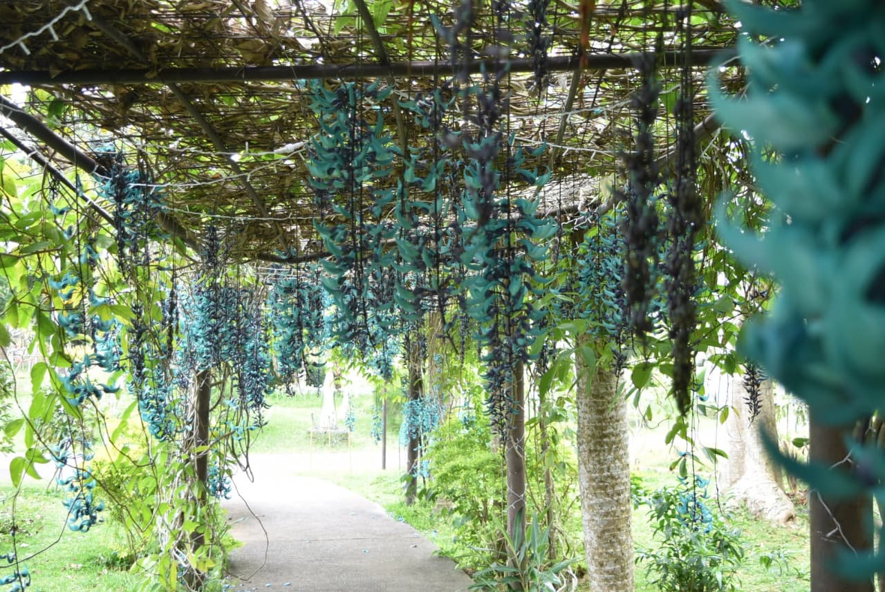 Okinawa Southeast Botanical Gardens - სურათი 38