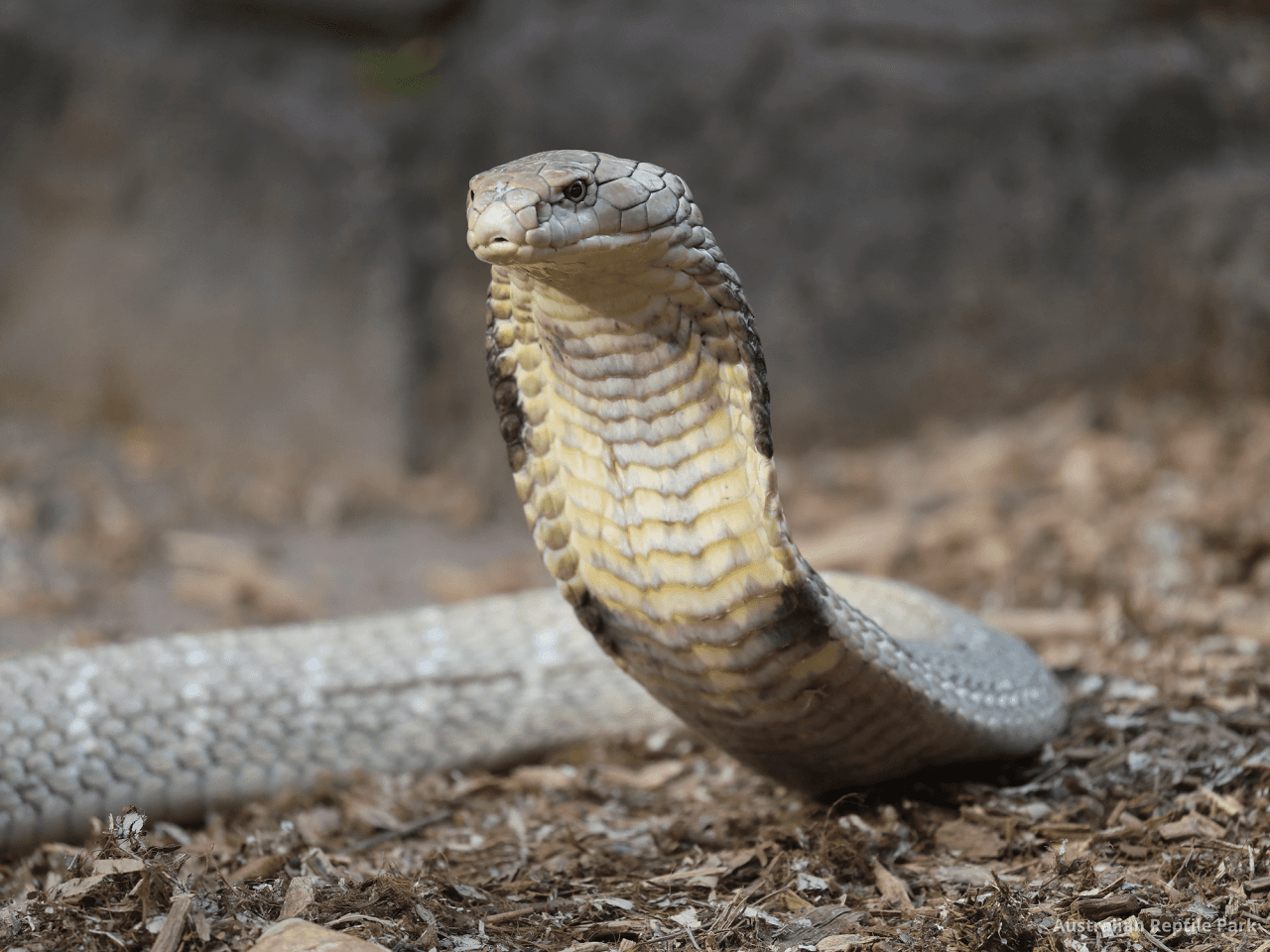 Australian Reptile Park - სურათი 16