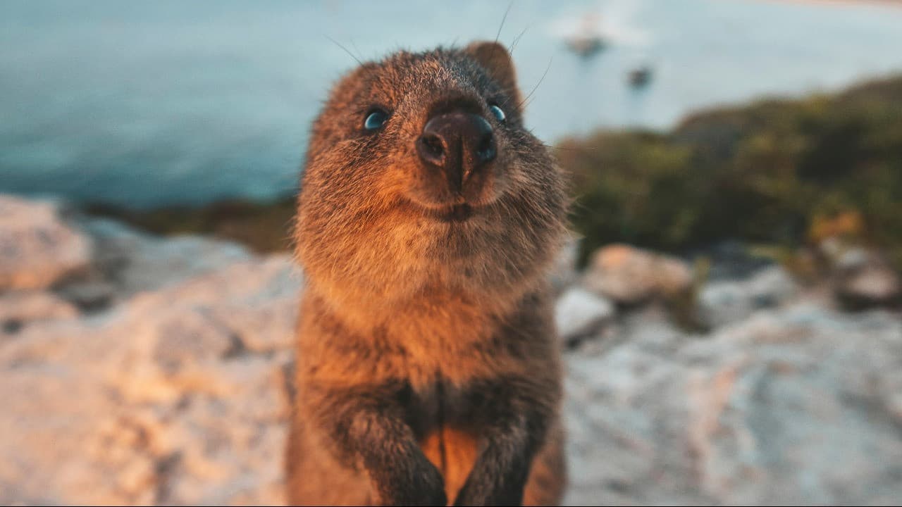Rottnest Island Bus Tour with Round Trip Rottnest Express Ferry Transfer - სურათი 4