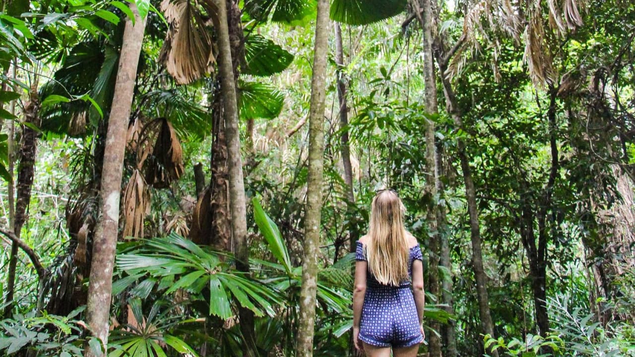 Cape Tribulation and Daintree Wilderness Full-Day Tour - სურათი 11