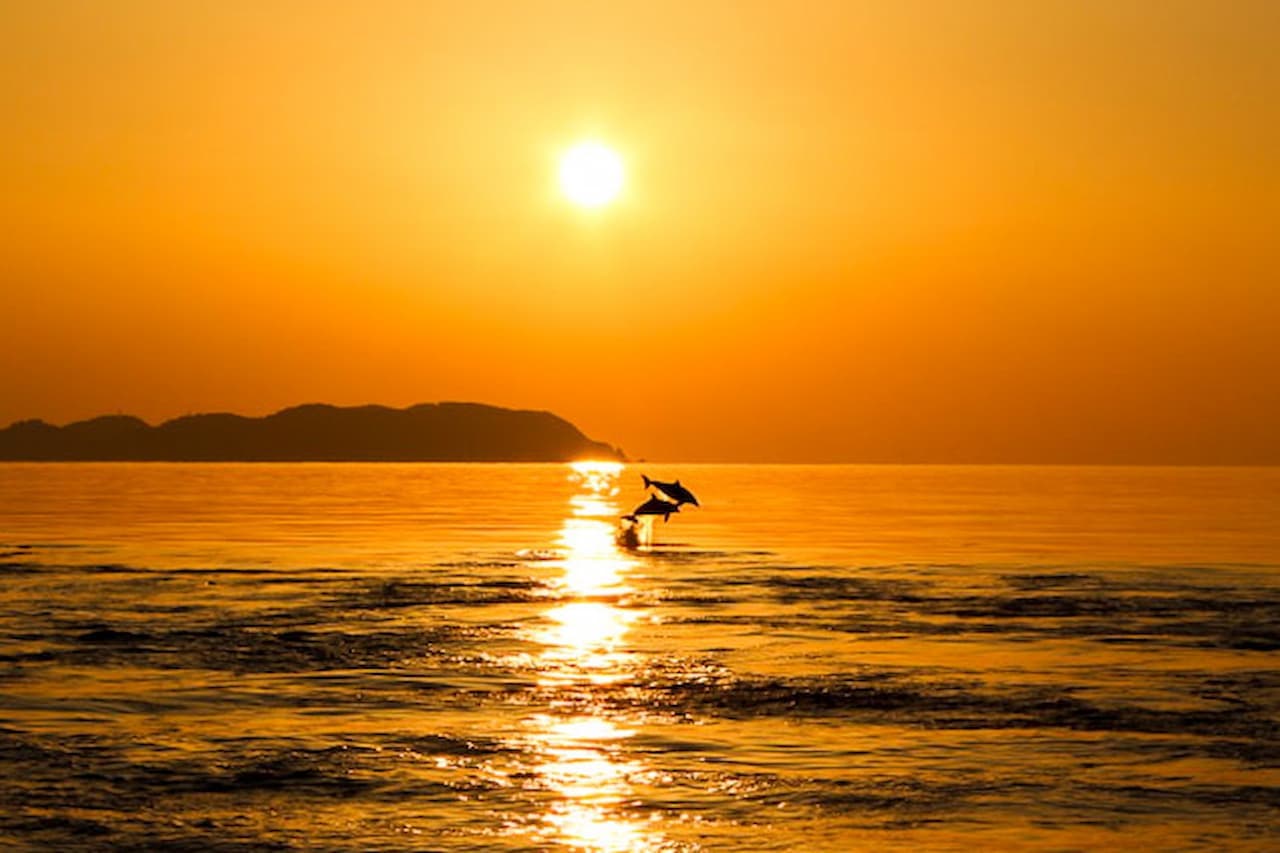 Dolphin Watching Experience in Amakusa - მთავარი სურათი
