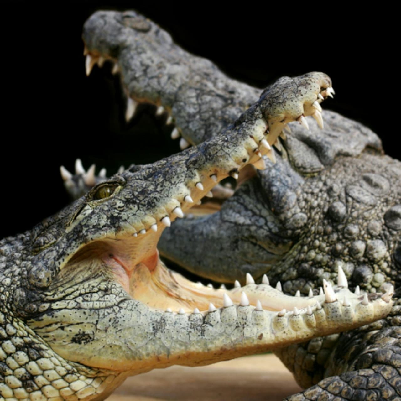 Alligator Bay Ticket - მთავარი სურათი