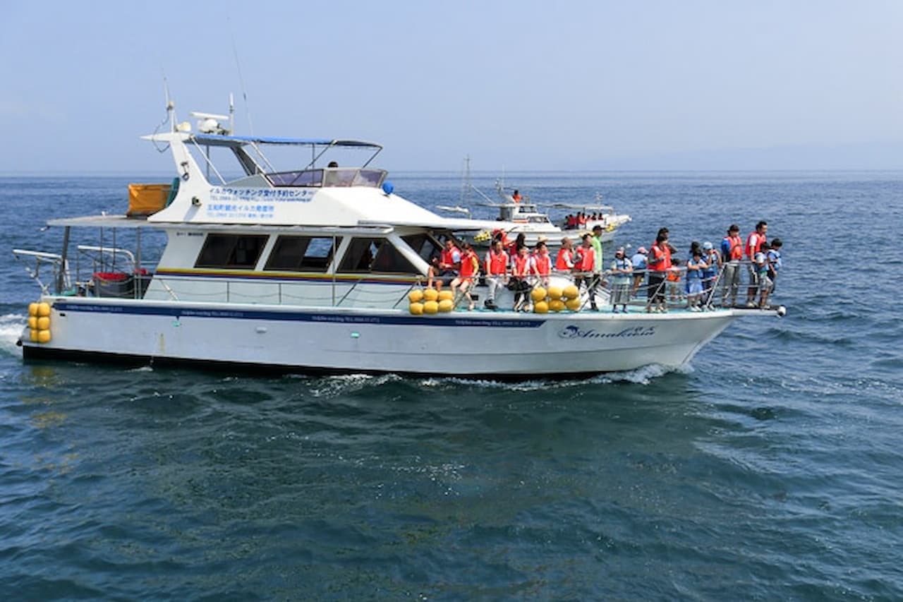 Dolphin Watching Experience in Amakusa - სურათი 5