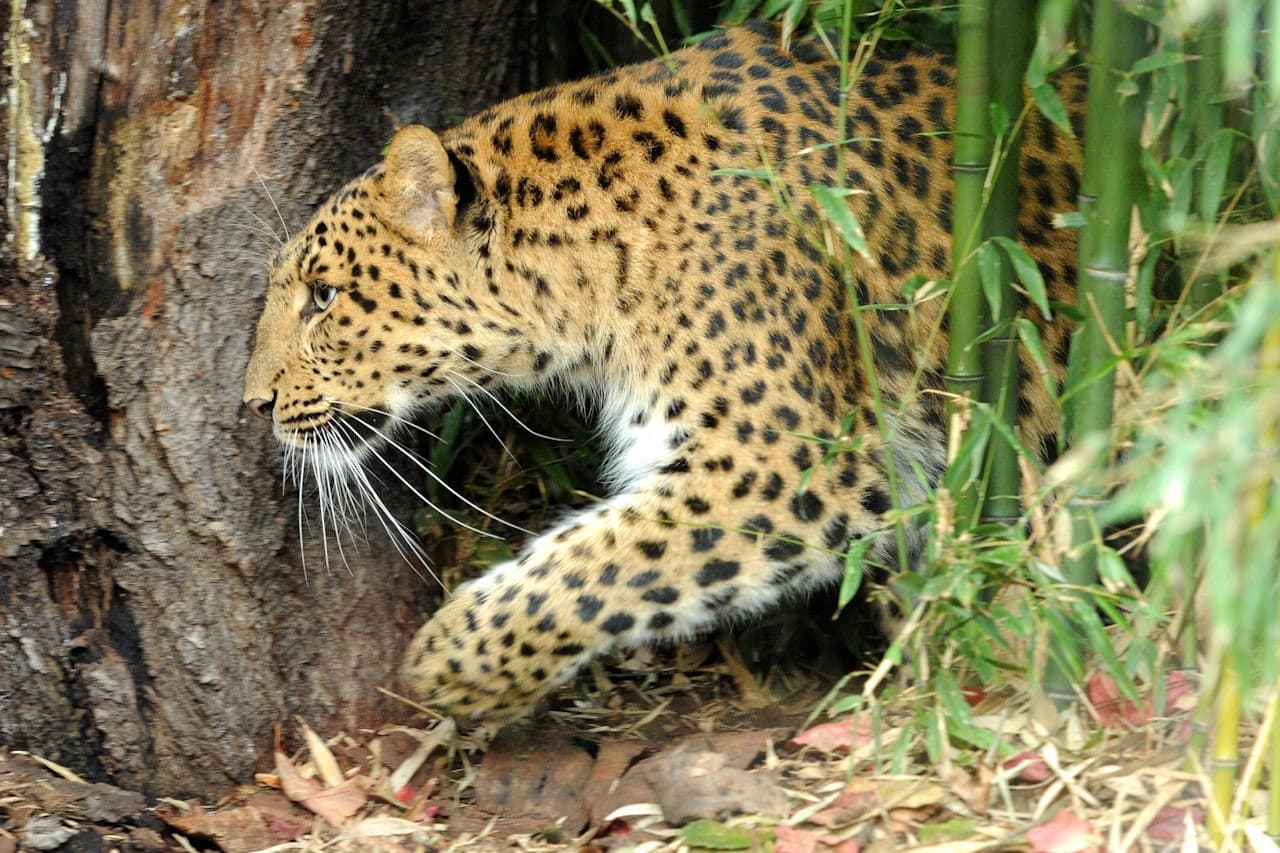 Ménagerie, Zoo of the Jardin des Plantes - მთავარი სურათი
