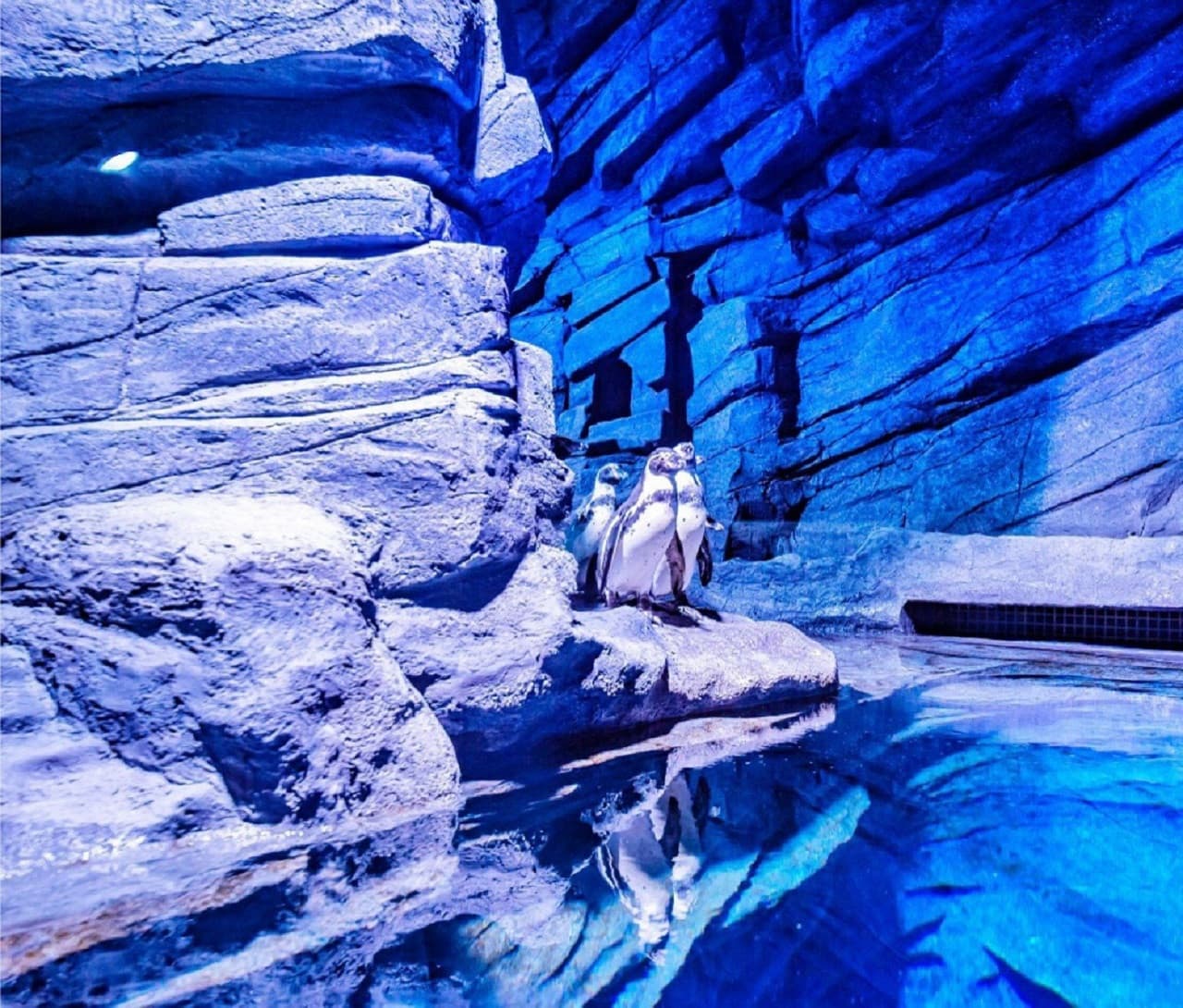 Aquaria Phuket - სურათი 9