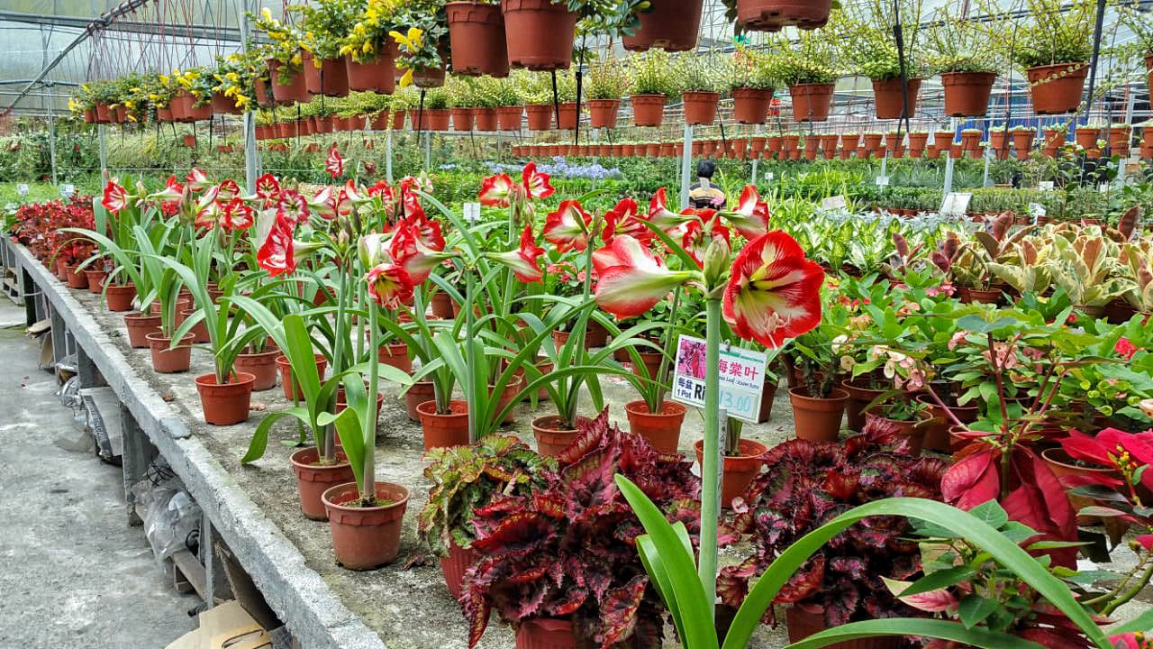 Cameron Highlands Tour from Kuala Lumpur - სურათი 15