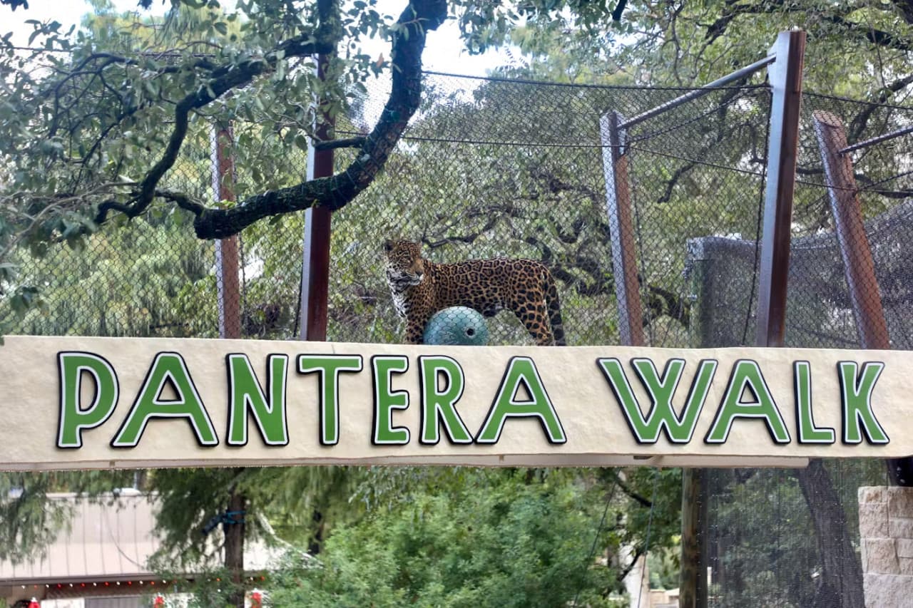 San Antonio Zoo Ticket - სურათი 10