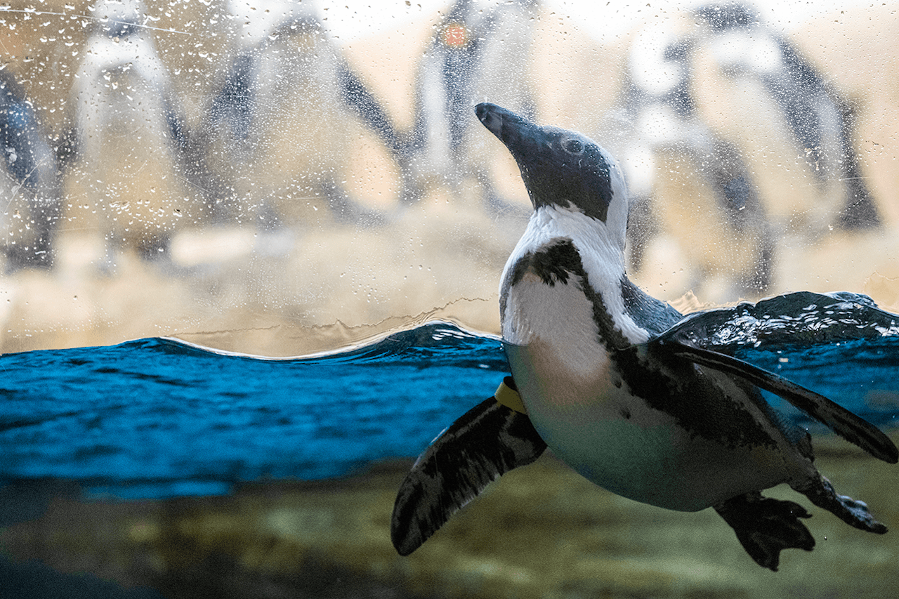 California Academy of Sciences Ticket - მთავარი სურათი