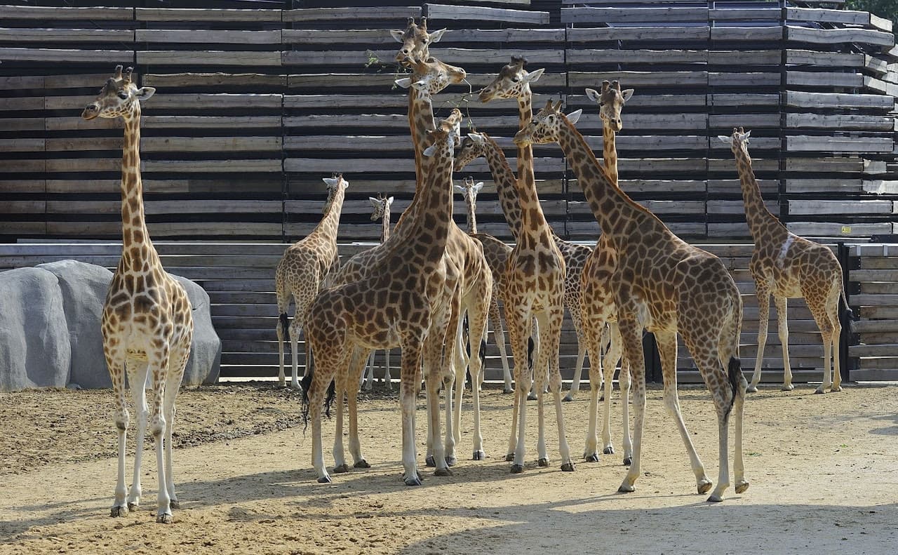 Paris Zoo (Parc Zoologique de Paris) - სურათი 2