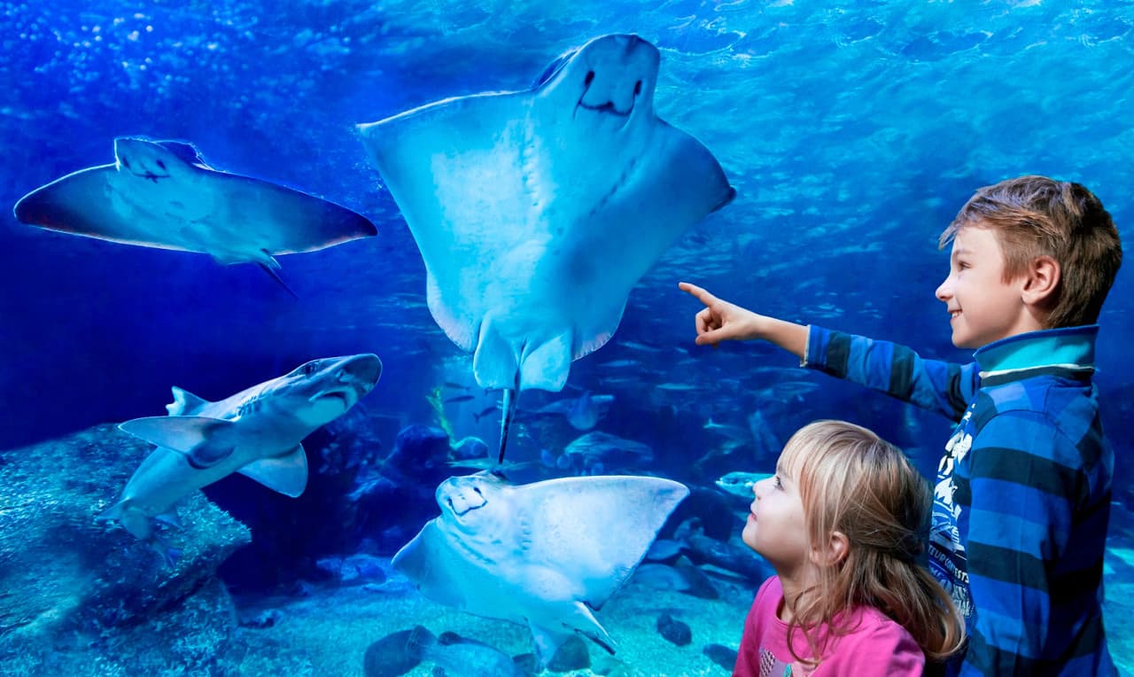 SEA LIFE Konstanz Aquarium Ticket - სურათი 11