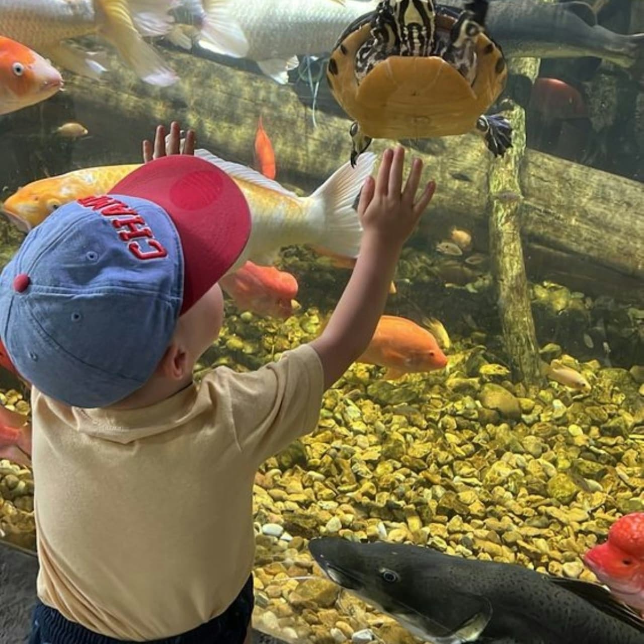Houston Interactive Aquarium & Animal Preserve Ticket - სურათი 4