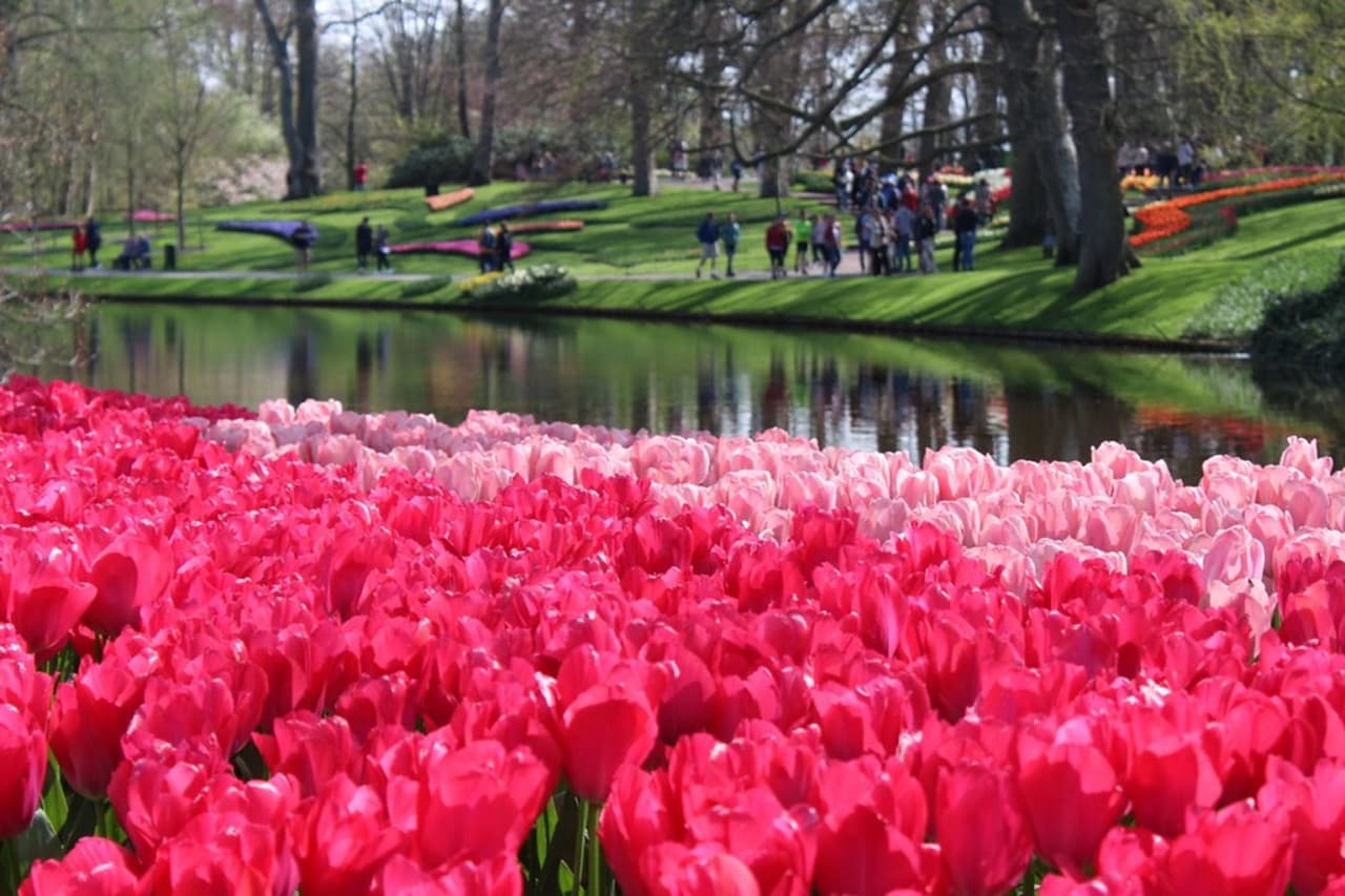 Keukenhof Gardens Ticket with Round Trip Bus Transfer from Amsterdam - სურათი 6