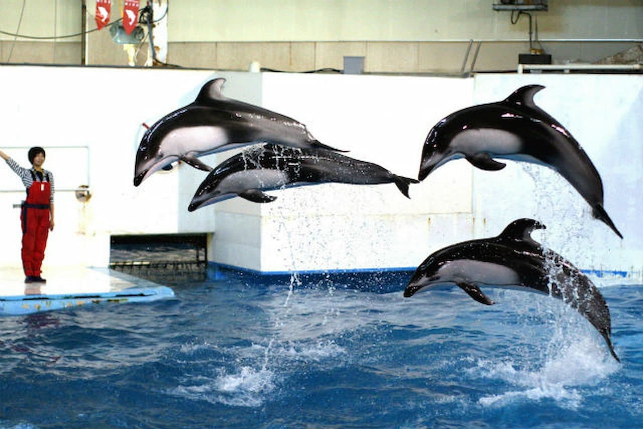 Noboribetsu Marine Park Nixe Ticket - სურათი 5