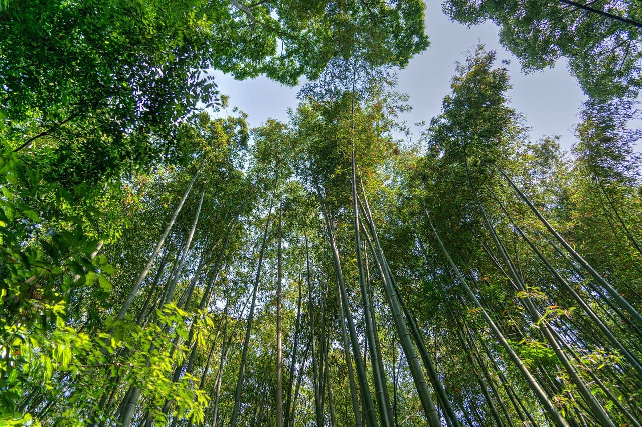 Sagano Bamboo Grove and Arashiyama Half-Day Walking Tour - სურათი 2