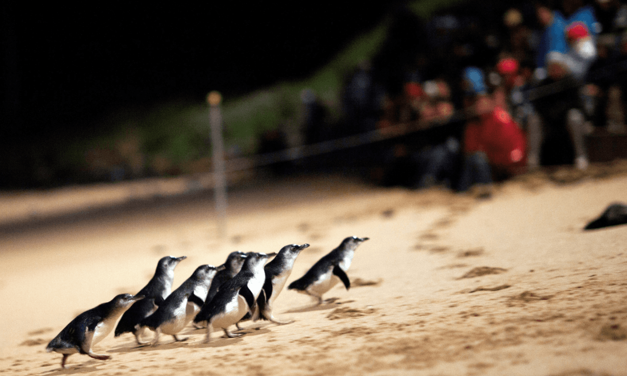 Phillip Island with Penguin Parade Eco Tour - სურათი 21