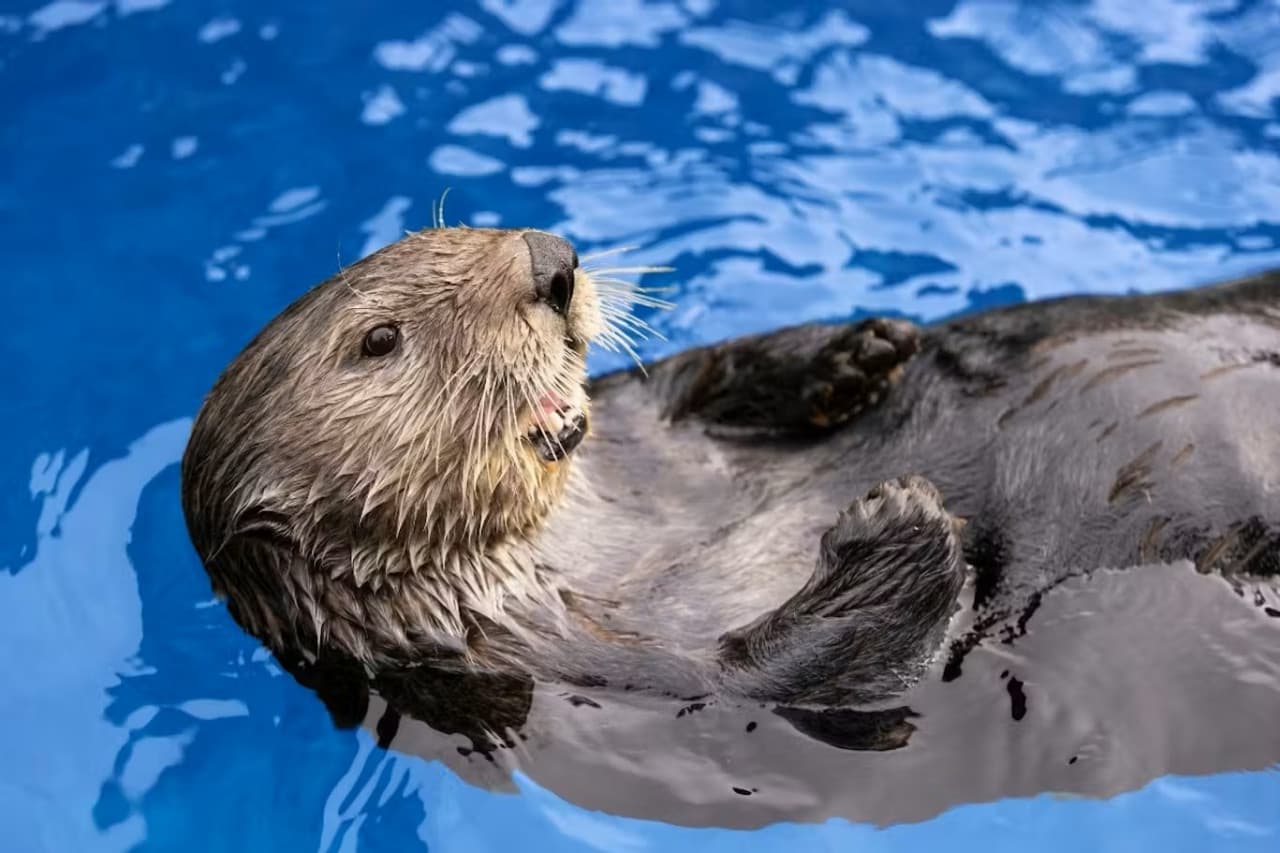 Vancouver Aquarium Ticket - სურათი 13