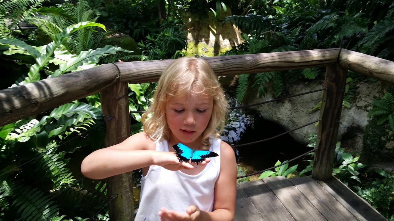 Australian Butterfly Sanctuary - სურათი 6