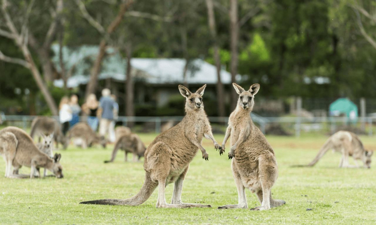 Grampians National Park Day Tour from Melbourne - სურათი 18