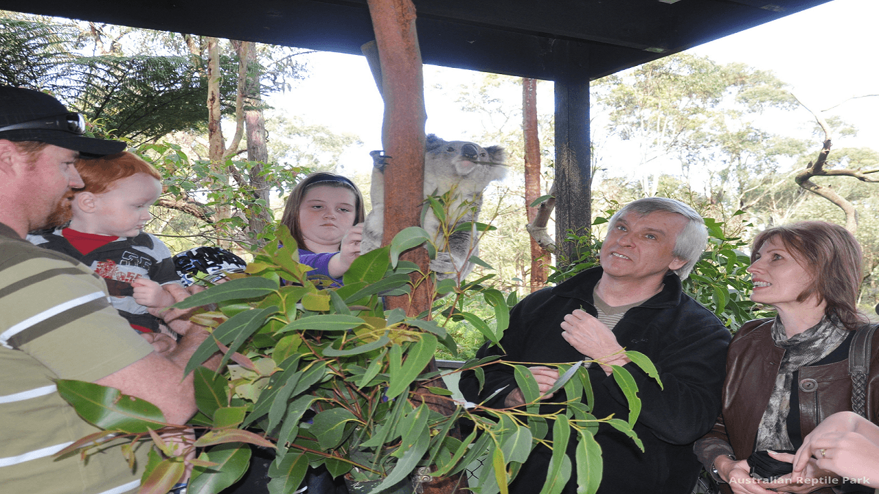 Australian Reptile Park - სურათი 26