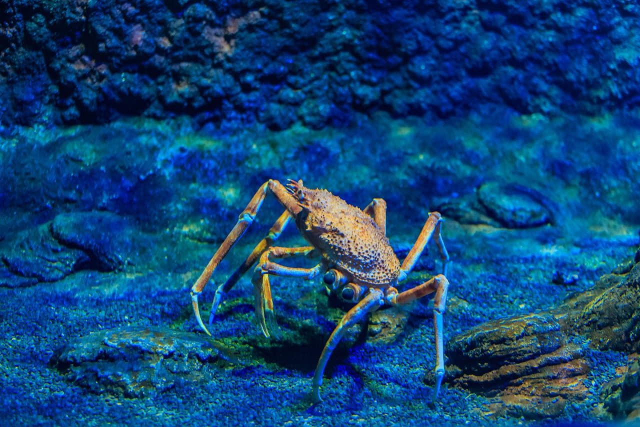 The National Aquarium Abu Dhabi Ticket - სურათი 4
