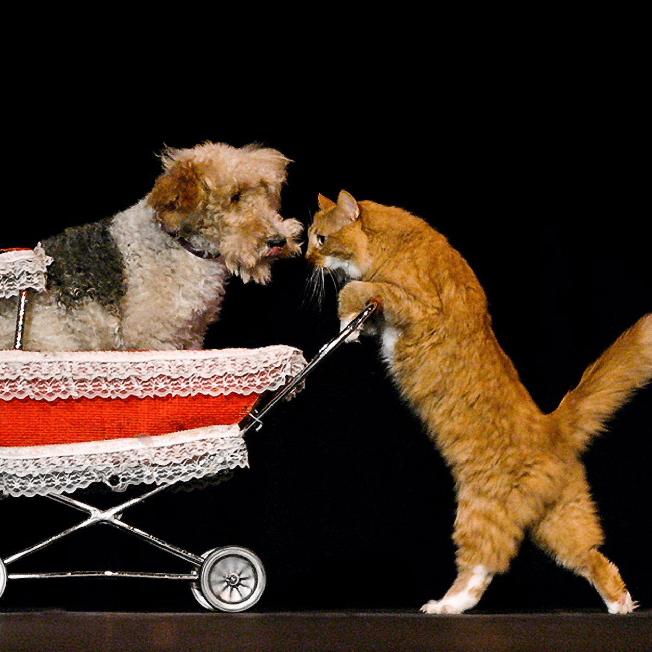 V Theatre Las Vegas - Popovich Comedy Pet Theatre - სურათი 6