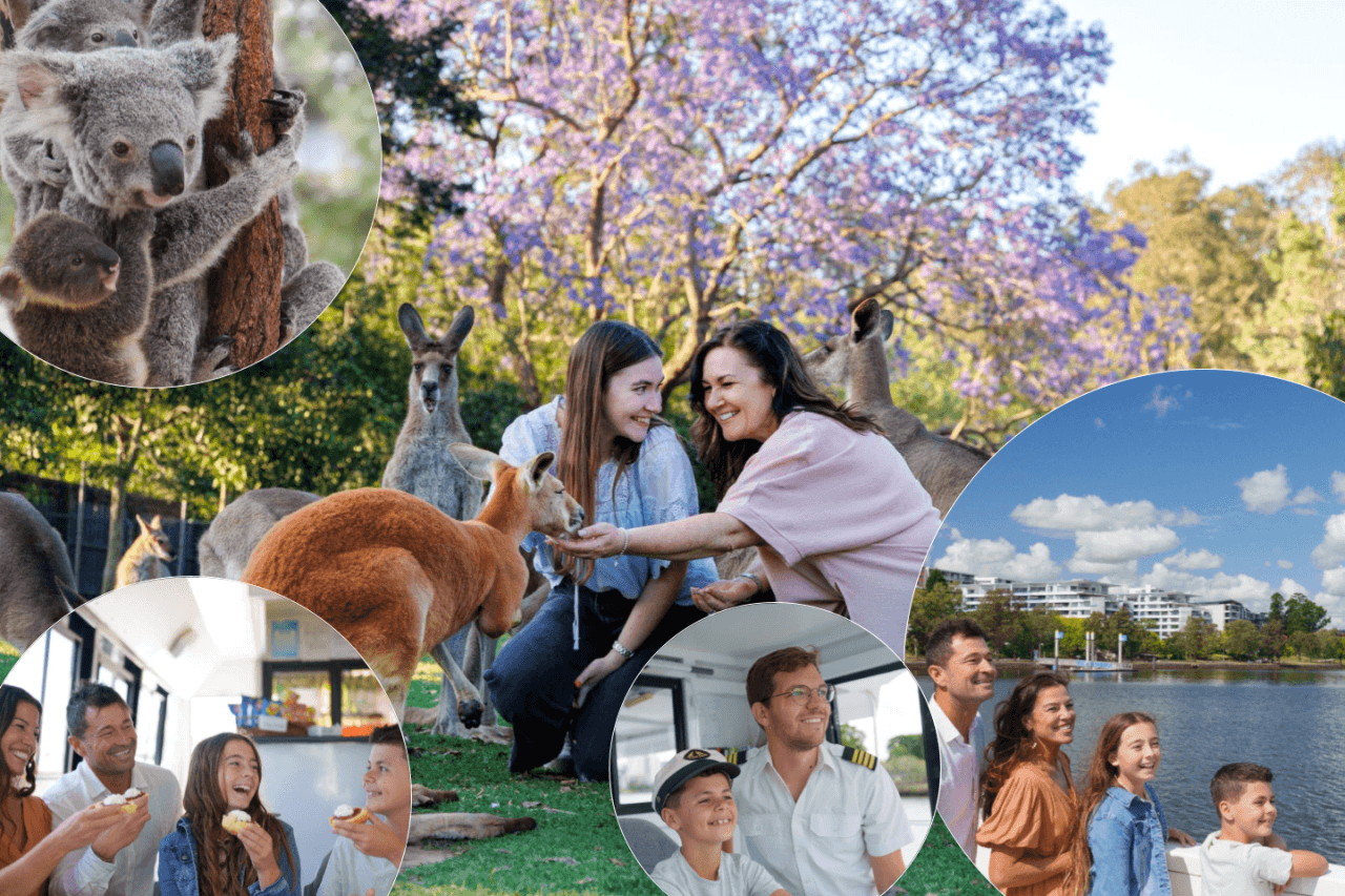 Lone Pine Koala Sanctuary Entry Ticket with Cruise from Brisbane City - მთავარი სურათი