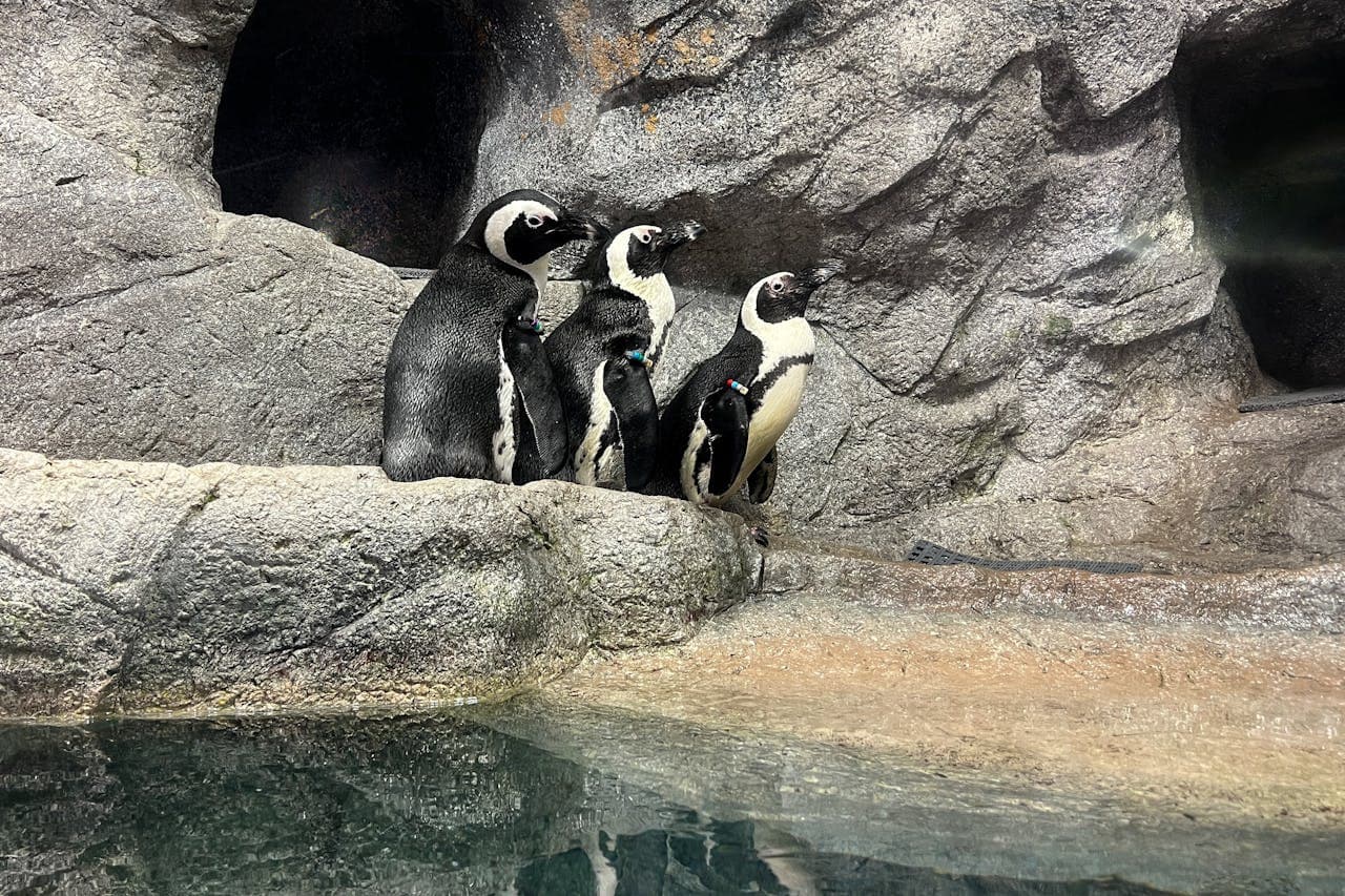 The Florida Aquarium Ticket - სურათი 11