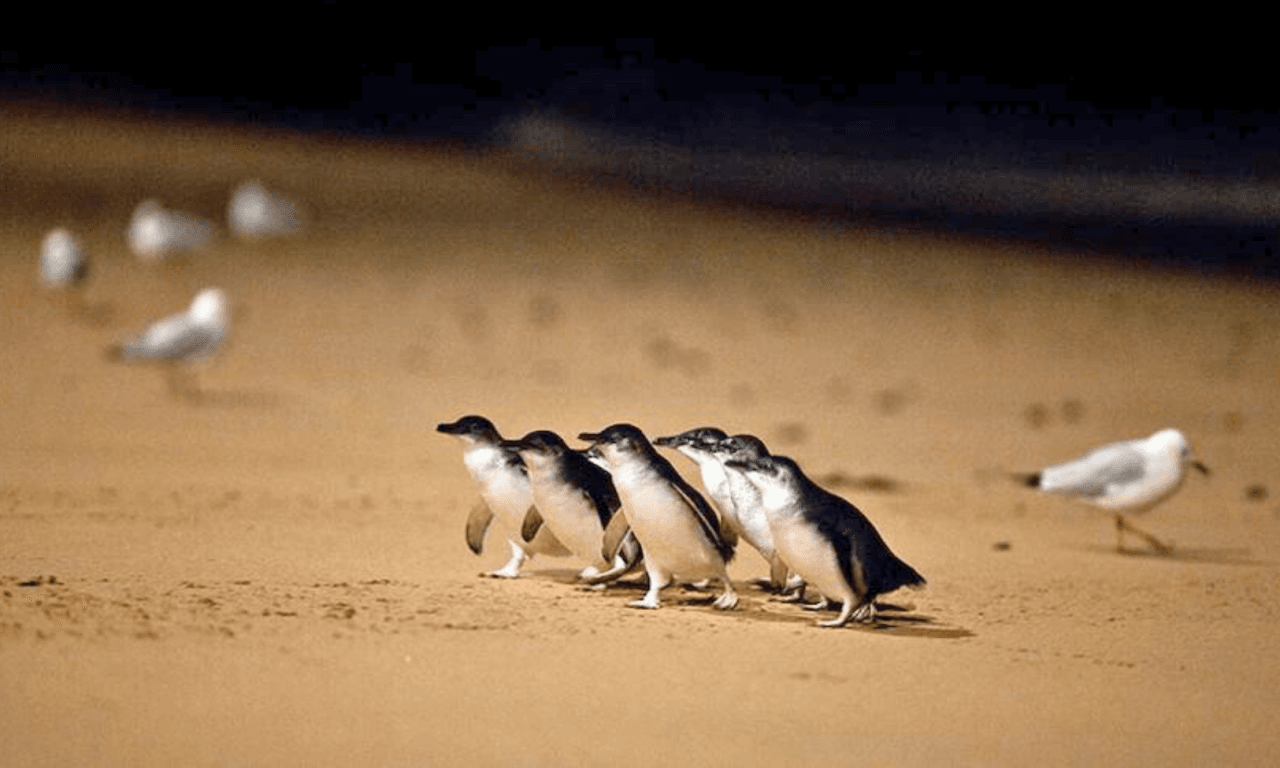 Penguins Express Tour from Melbourne - სურათი 7