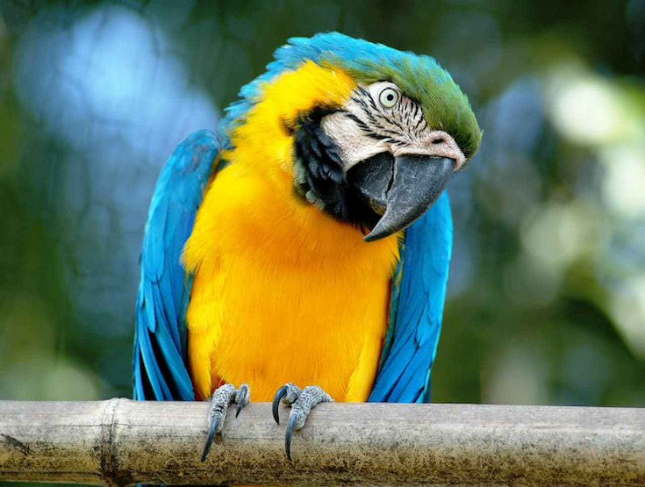 Bioparco: The Zoo of Rome - მთავარი სურათი