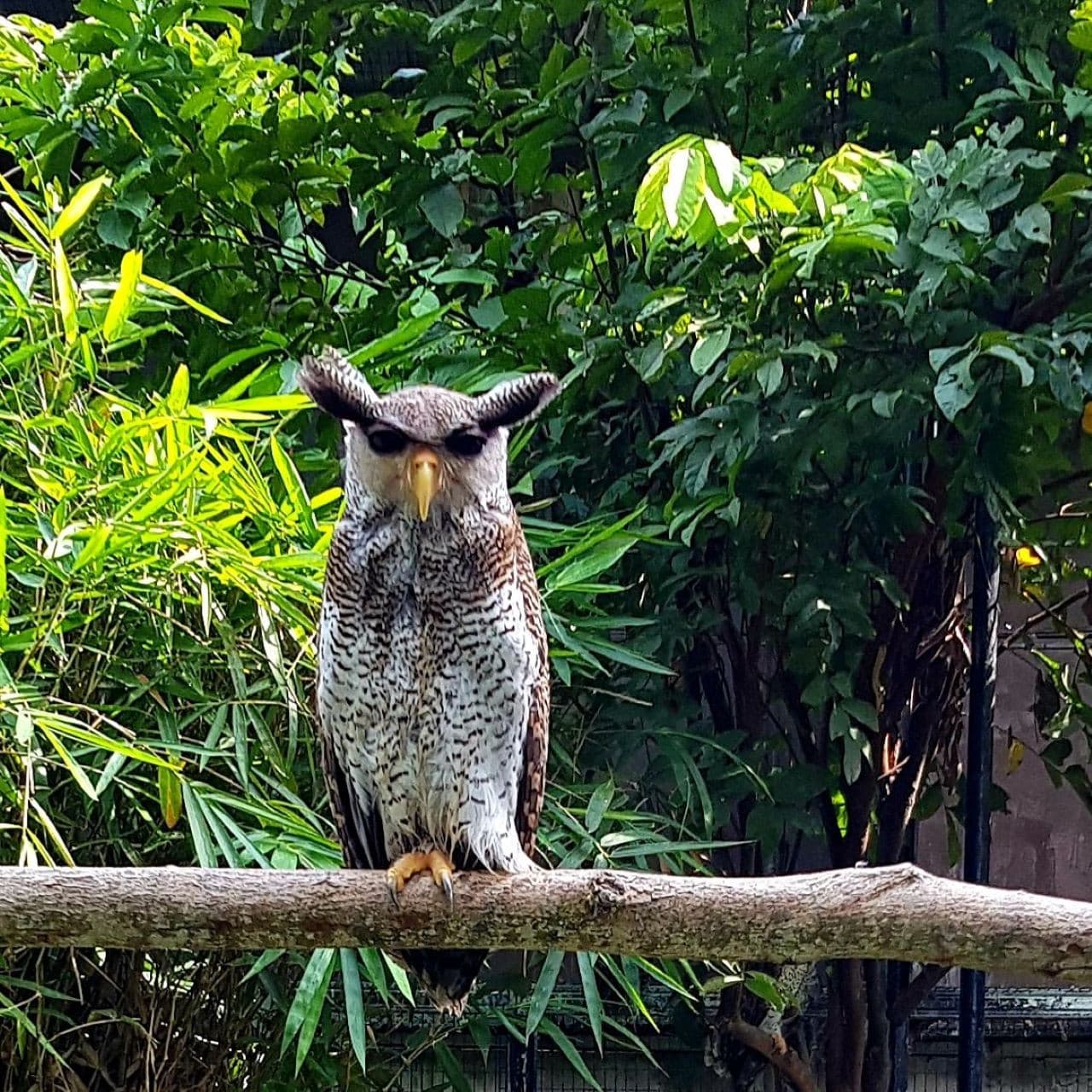Penang Bird Park - სურათი 8