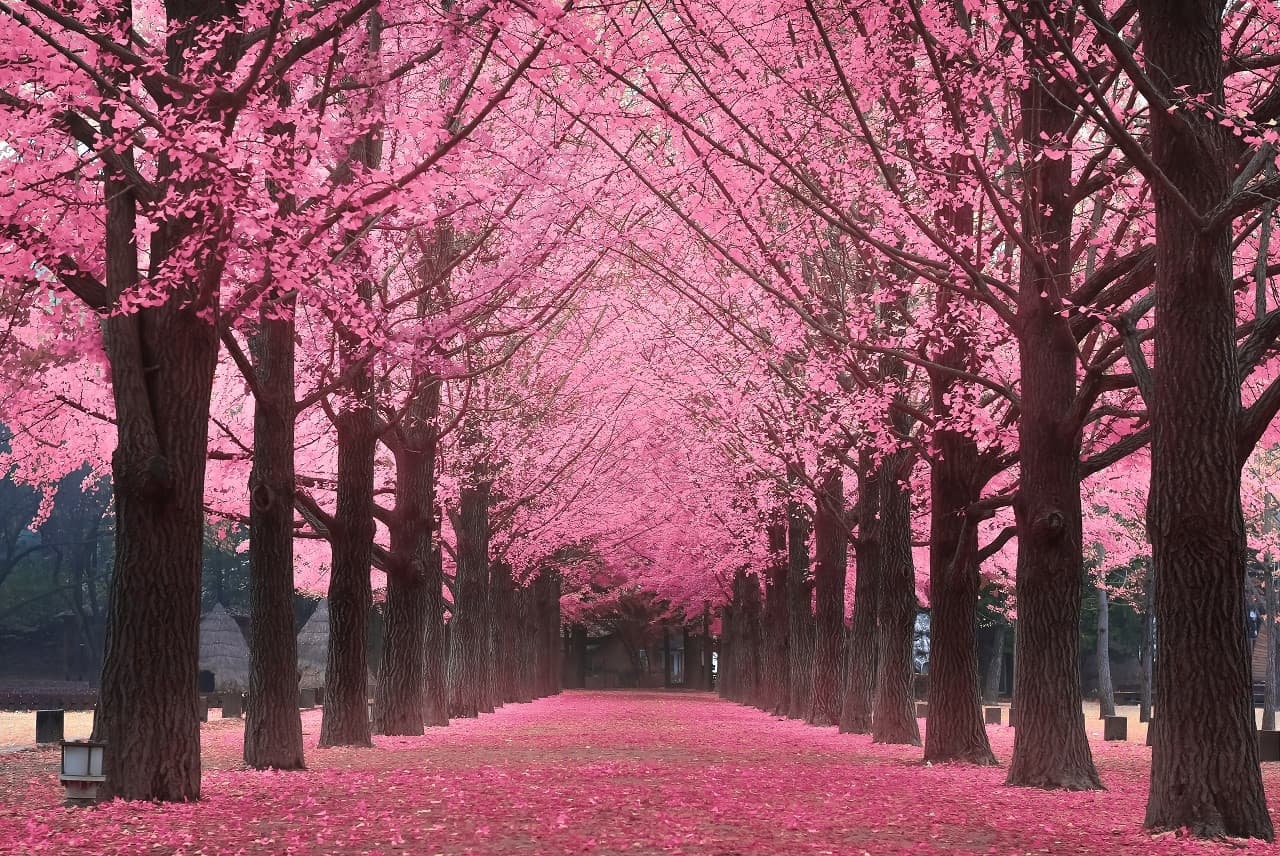 Nami Island Shuttle Bus Transfers from Seoul - სურათი 5