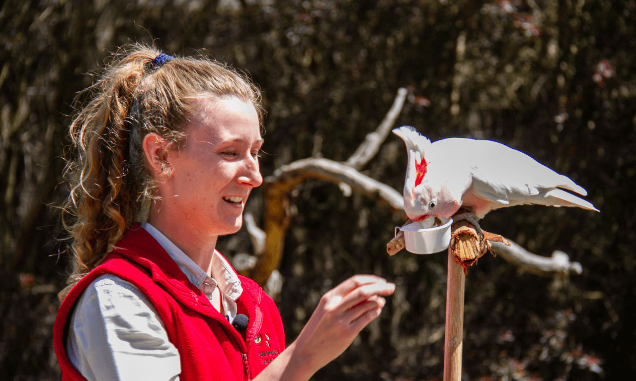 Phillip Island with Penguin Parade Eco Tour - სურათი 19