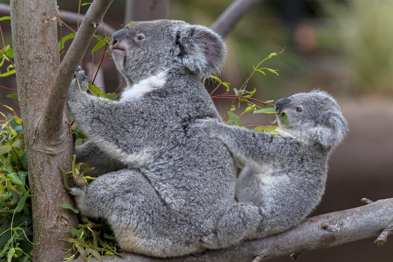 San Diego Zoo - სურათი 2