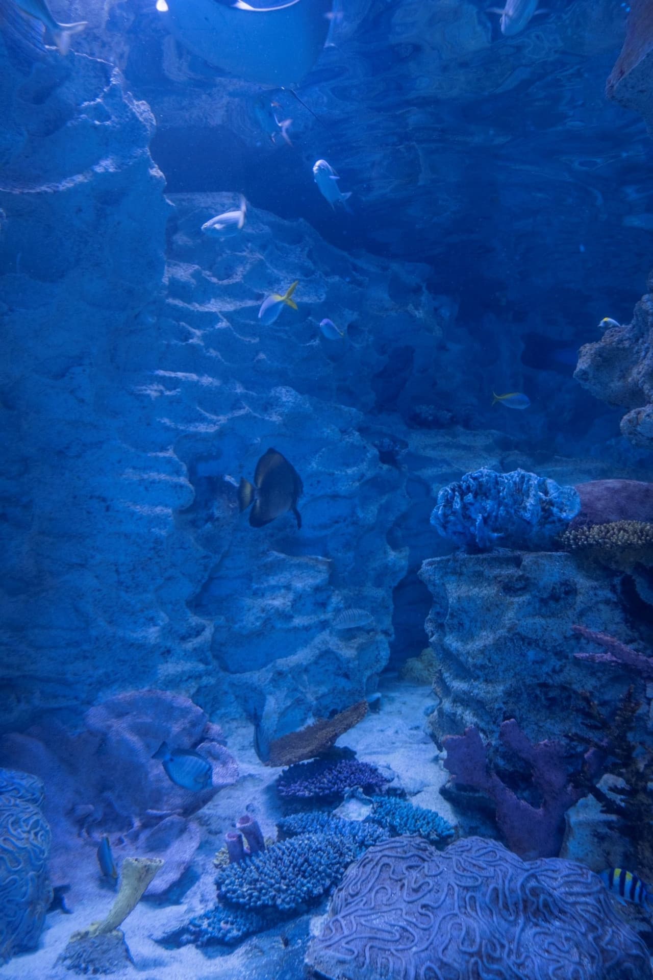Emaar Aquarium and Underwater Zoo Ticket - სურათი 6