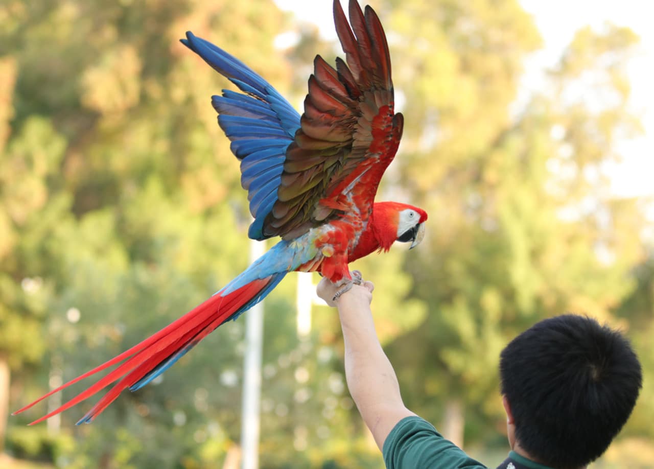 Dubai Dolphinarium Ticket - სურათი 16