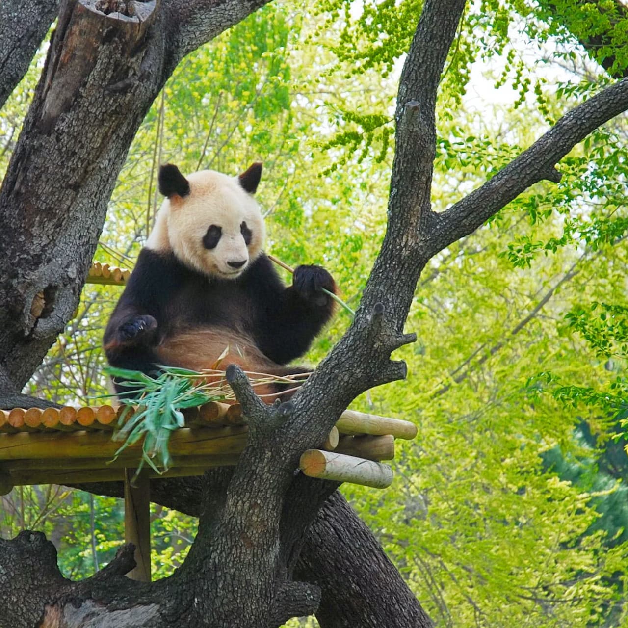 Zoo Aquarium Madrid - მთავარი სურათი