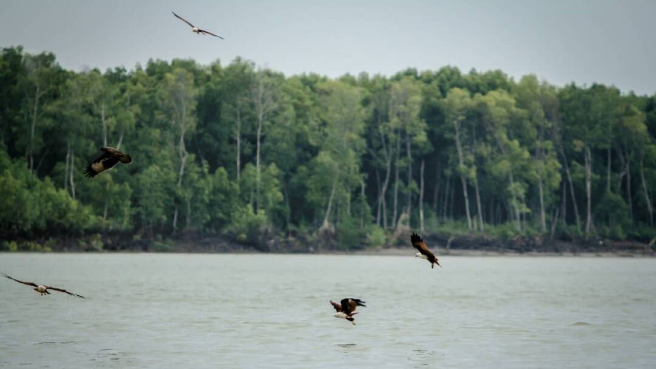 Eagle Watching Experience in Kuala Selangor - სურათი 3