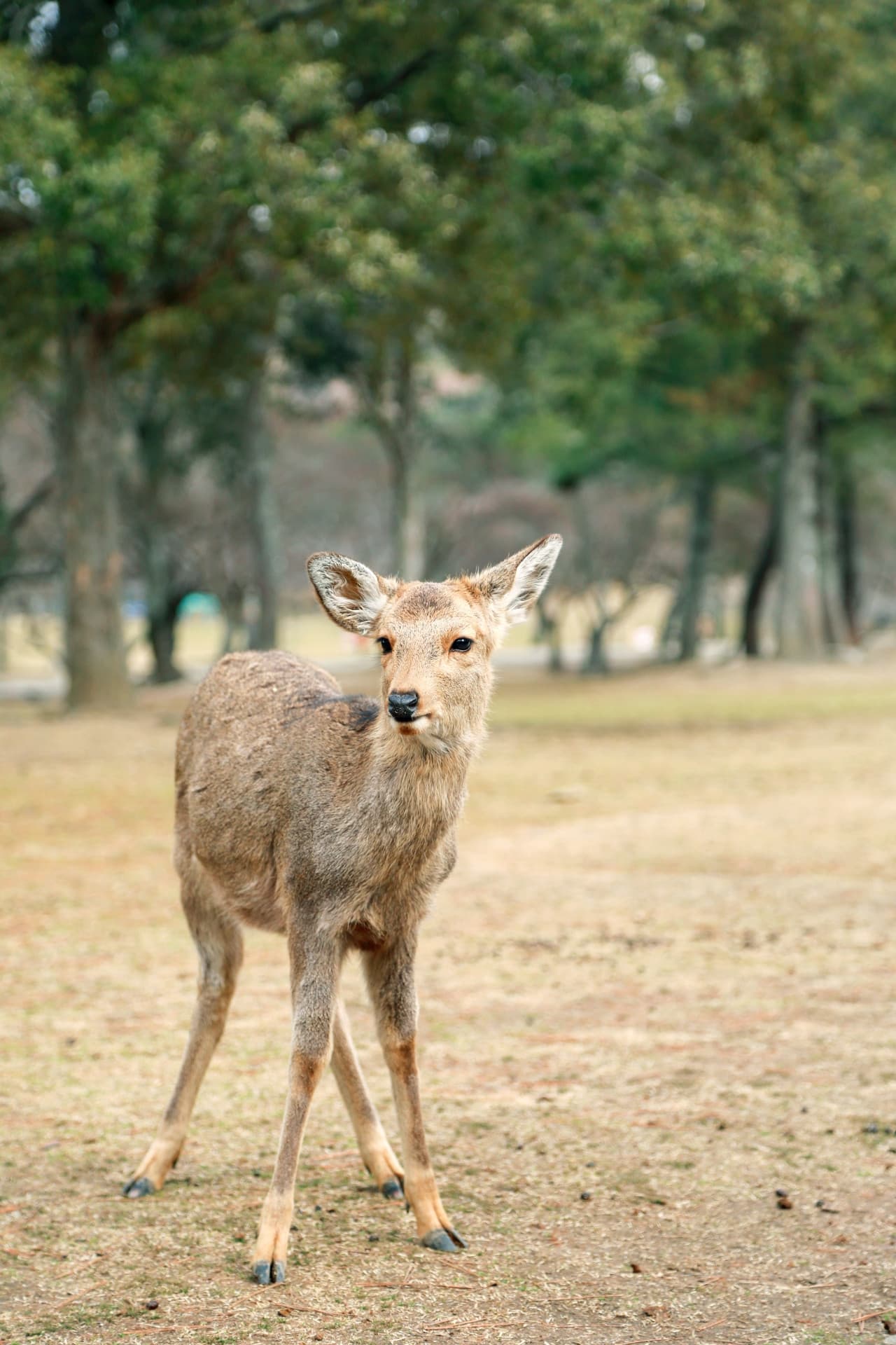 Kyoto and Nara Full-Day Tour from Osaka: Kiyomizudera Area, Fushimi Inari Taisha, Nara Park - სურათი 8