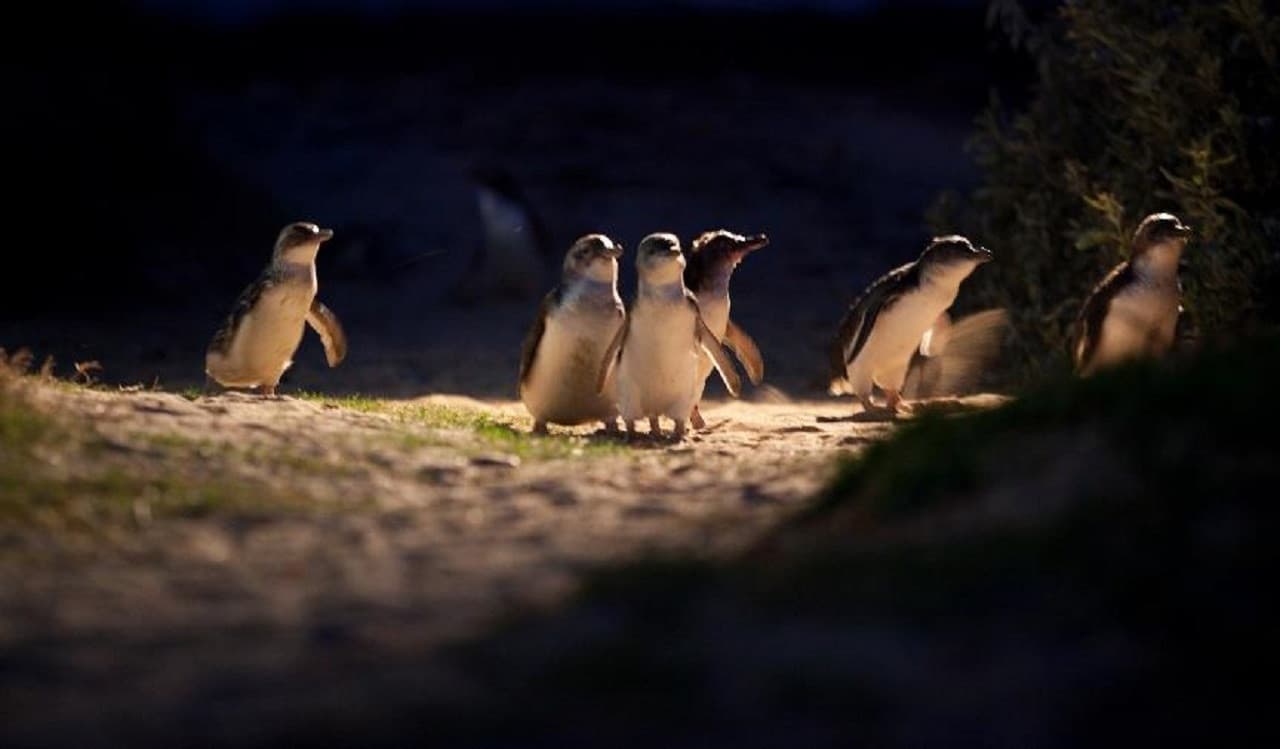 Phillip Island Nature Parks - Three-Park Pass - სურათი 7