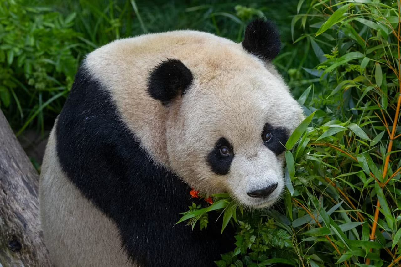 2-Visit Pass: San Diego Zoo + San Diego Zoo Safari Park Tickets - სურათი 4