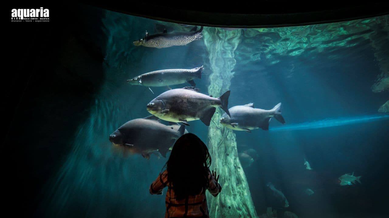 COMBO: Aquaria KLCC + Berjaya Times Square Theme Park Tickets - მთავარი სურათი