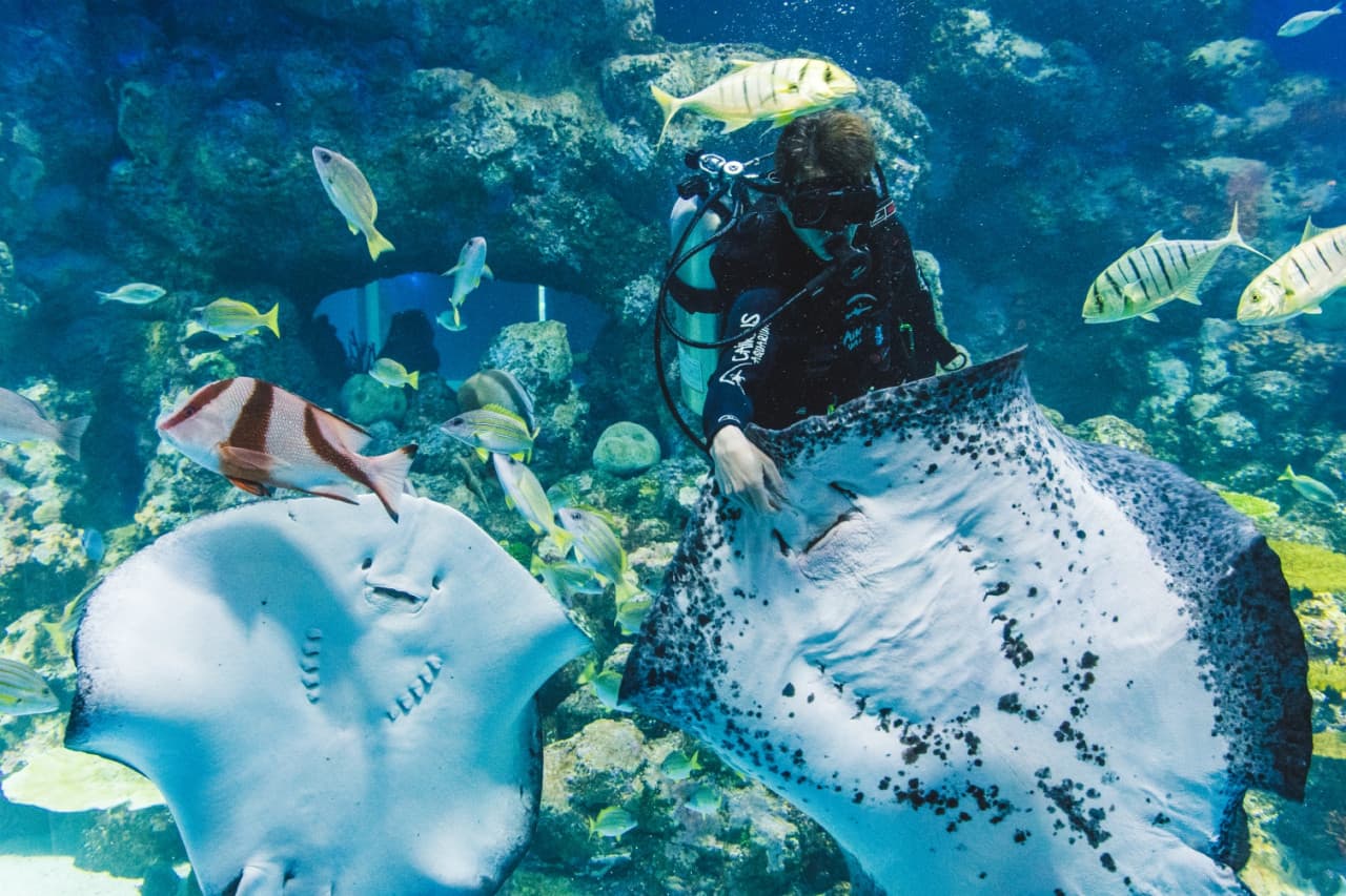 Cairns Aquarium Ticket - სურათი 2