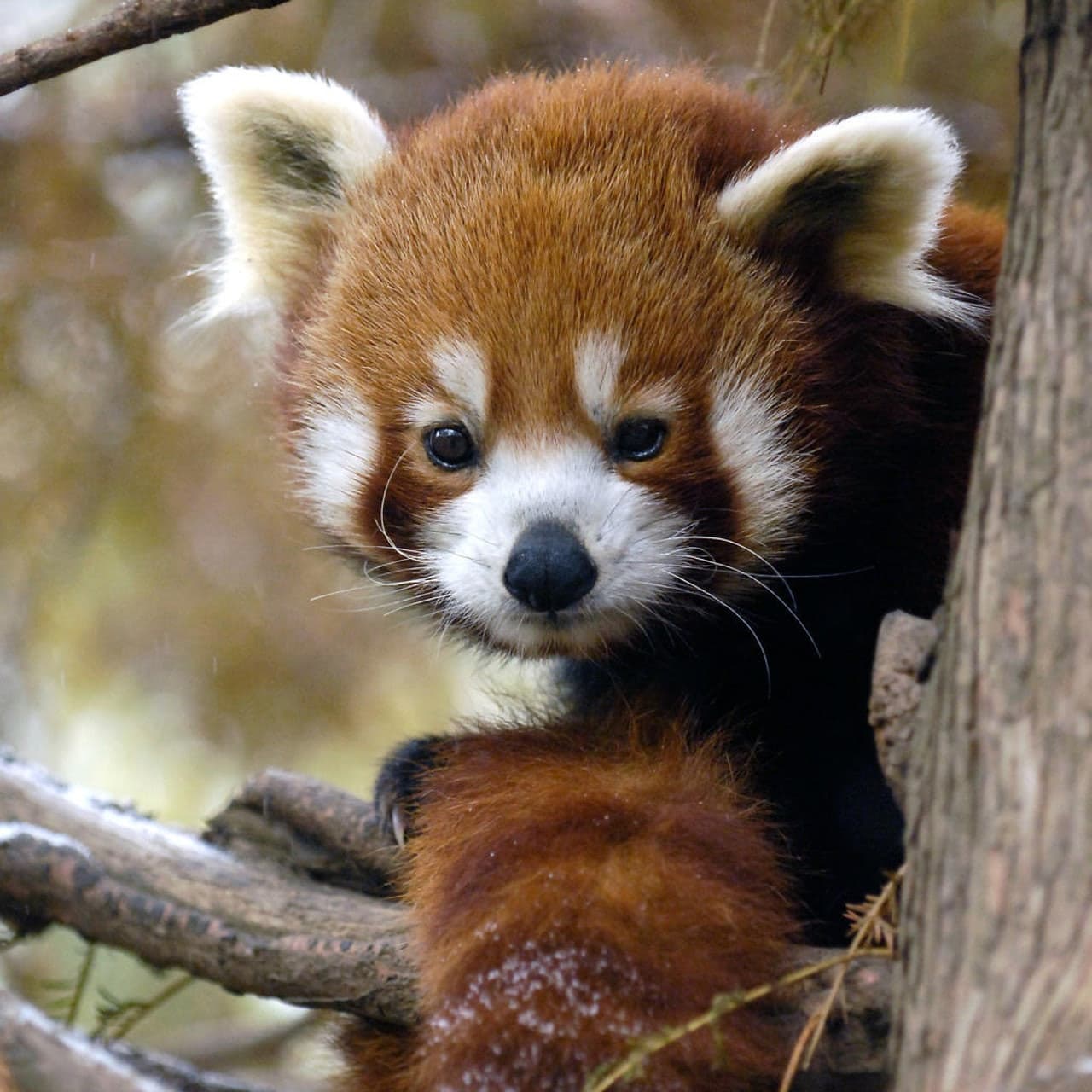 Central Park Zoo - სურათი 2